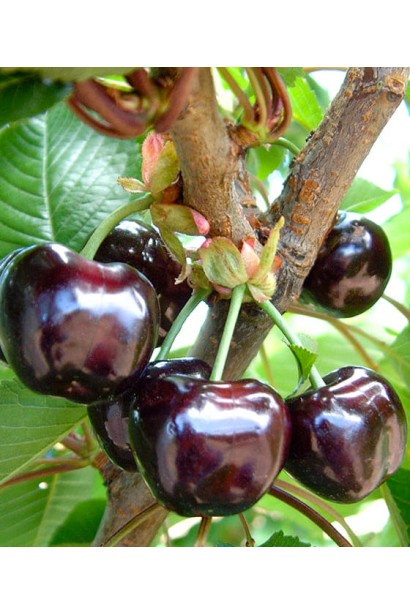 Плоди черешні Бігарро Беккеро крупним планом